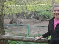 Zebras at Lincoln Park Zoo