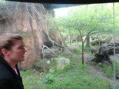 African dog at Lincoln Park Zoo