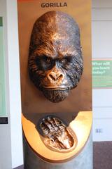 bronze gorilla head