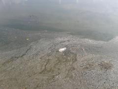 Contaminated water of Dal Lake