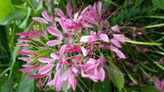 Cleome flower in Lurie Garden, Millennium Park