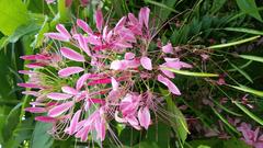 Blooming Cleome flowers in Lurie Garden, Chicago