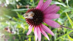 Purple coneflower in full bloom at Lurie Garden