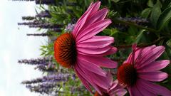 Coneflower at Lurie Garden in Millennium Park, Chicago