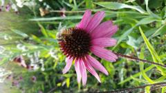 Coneflower in The Lurie Garden, Millennium Park, Chicago