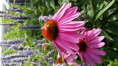 Coneflower at The Lurie Garden, Millennium Park, Chicago