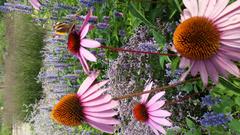 Purple coneflower in full bloom