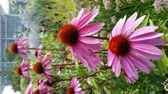 Echinacea flower in full bloom at The Lurie Garden, Millennium Park, Chicago