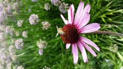 Pink coneflower in full bloom