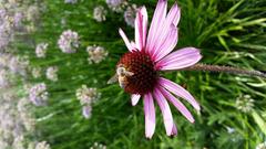 Coneflower