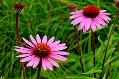 Glorious Cone Flowers