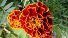 Lurie Garden in Millennium Park with vibrant flower colors in Chicago