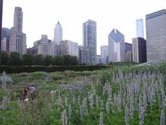 Lurie Garden at Millennium Park in Chicago designed by Piet Oudolf