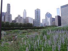 Lurie Garden in Millennium Park, Chicago