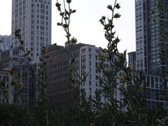 Lurie Garden at Millennium Park in Chicago