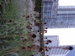 Lurie Garden in Millennium Park, Chicago