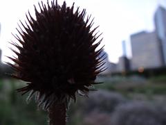 Lurie Garden in Millennium Park, Chicago