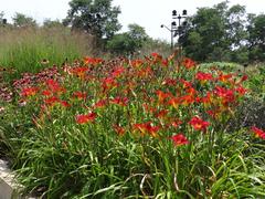 Lurie Garden in Millennium Park, Chicago