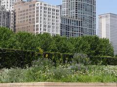 Lurie Garden in Millennium Park, Chicago