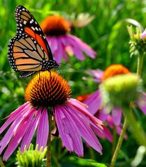 A sunlit Monarch butterfly on a cone flower