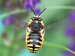 Male European wool carder bee hovering