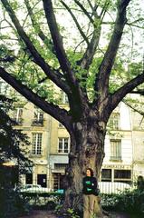 René Viviani Square tree, Paris, 1976