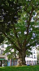 Old tree at Square René Viviani near Saint-Julien-le-Pauvre church in Paris, France