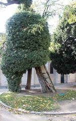 Square Viviani locust tree planted in 1601 near Church of Saint-Julien-le-Pauvre in Paris