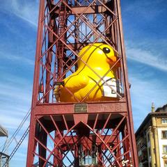 caged duck in an enclosure