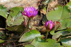 Water lilies in the garden of the Monsoon Palace, Udaipur