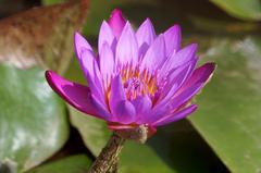 Water lilies in the garden of the Monsoon Palace, Udaipur