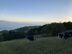 Sunset at Lake Geneva with cows