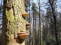 Tramètes du pin mushroom on a tree trunk in a forest