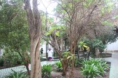 Dar Si Said Museum garden trees