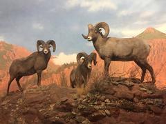 Bighorn sheep diorama at Denver Museum of Nature and Science