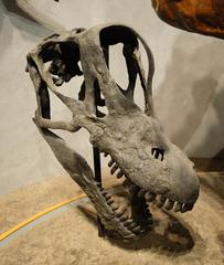 Brachiosaurus skull cast