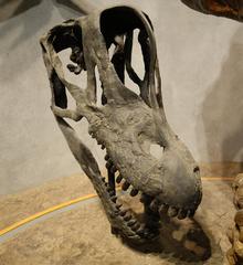 Reconstruction of a Brachiosaurus skull at Denver Museum