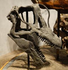 Brachiosaurus skull cast on display at Denver Museum of Nature and Science