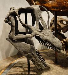 Brachiosaurus skull cast on display