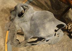 Top view of Brachiosaurus skull cast at Denver Museum of Nature and Science