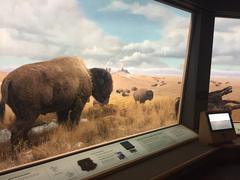 American Bison diorama at Denver Museum of Nature and Science