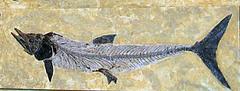 fossil of Cimolichthys nepaholica