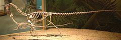 Photograph of Coelophysis bauri at Denver Museum of Nature and Science