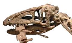 Skull of Coelophysis bauri