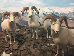 Dall's Sheep diorama in Denver Museum of Nature and Science