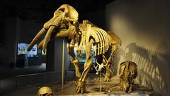 Gomphotherium skeleton on display at the Denver Museum of Nature and Science