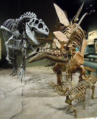 Allosaurus attacking Stegosaurus