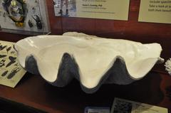 Tridacna gigas shell display at the Denver Museum of Nature and Science