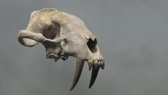 Dinictis squalidens skull in Denver Museum of Nature and Science