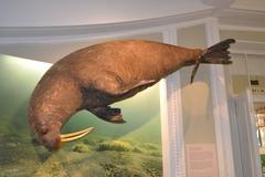 Hamina walrus at the Natural History Museum of Helsinki